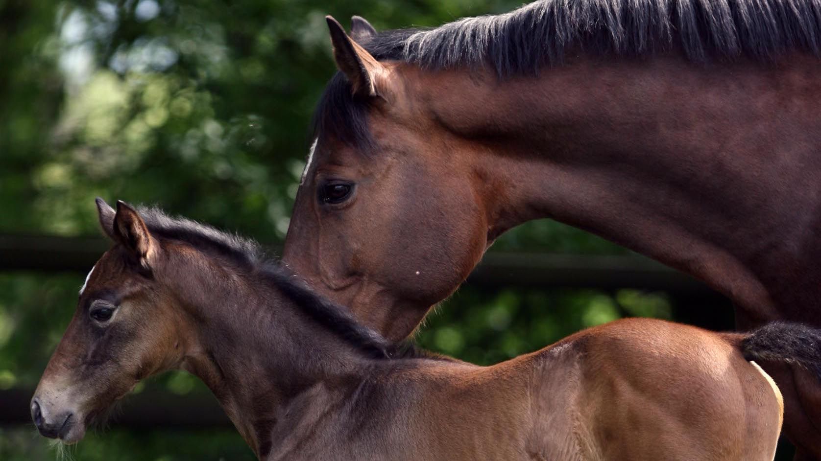 Pferderassen und Pferdezucht - das musst du wissen! | wehorse.com