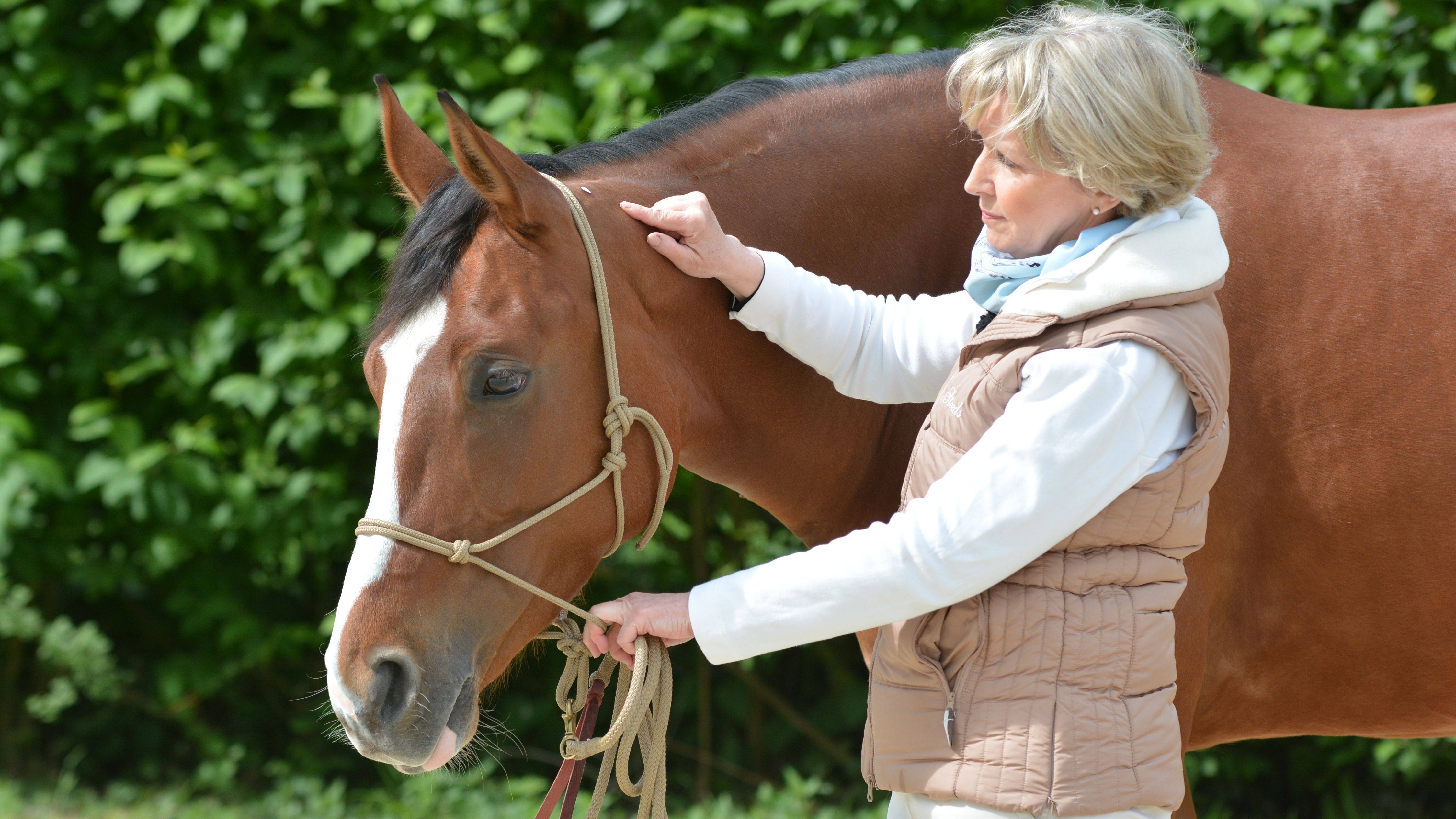 Horse health &amp; horse care everything you need to know