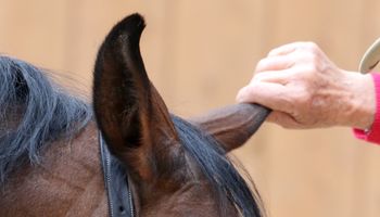An Introduction to the Tellington-Jones Equine Awareness Method: The T.E.A.M. Approach to Problem-Free Training Hardcover – March 1, 1988 - gently