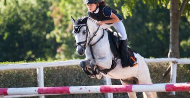 springreiten das musst du uber den springsport wissen wehorse com