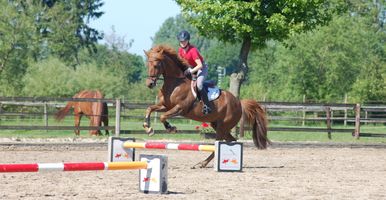 springreiten das musst du uber den springsport wissen wehorse com