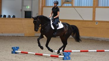 Takt, Tempo, Rhythmus - die Basics für den Springparcours! | wehorse.com