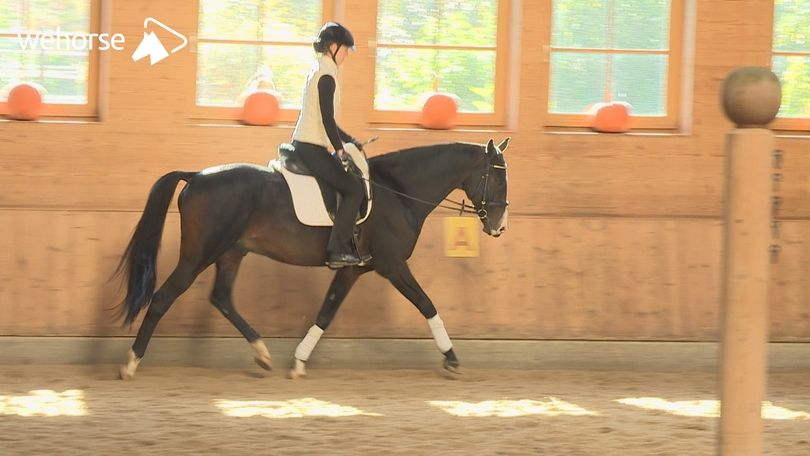 So Lernt Dein Pferd Den Spanischen Schritt
