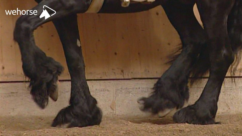 Dressur als Reha-Programm für Pferde mit Beckenschiefstand