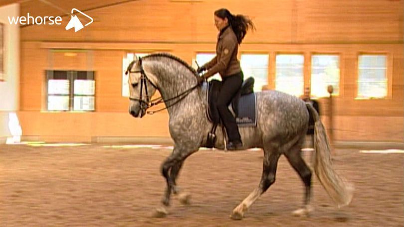 Https Www Wehorse Com De Videos Show 1094 Weltmeisterschaft